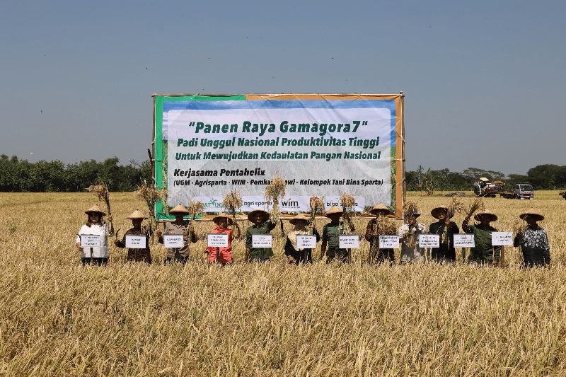 UGM Panen Raya Perdana Padi Gamagora 7 Di Ngawi Hasilkan 9 6 Ton