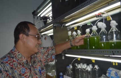 Mikroalga Strain Lokal Berpotensi Sebagai Bioenergi