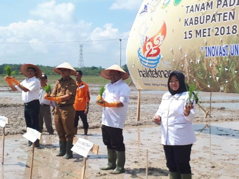 Kemenristekdikti Uji Coba Penanaman Padi Sidenuk di Riau