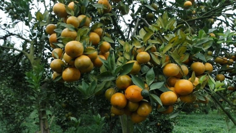 Petani Jeruk di Kabupaten Karo Sambut Baik Pengembangan Jeruk Tanpa Biji