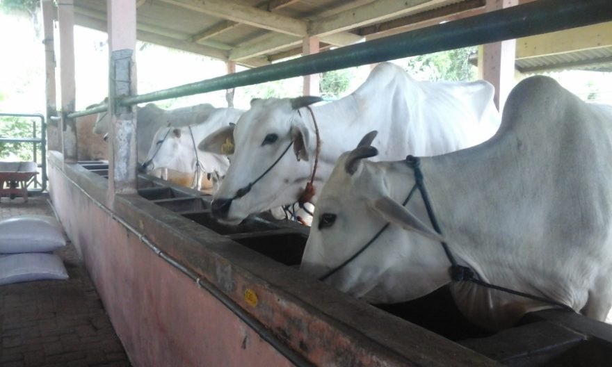 Sapi Kit Balitbangtan Kembangkan Kit Deteksi Dini Kebuntingan Sapi - Technology ...