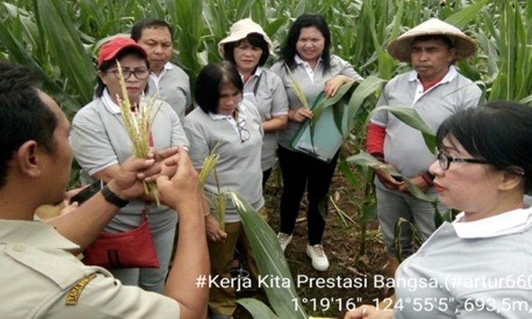 Teknologi Perbenihan Jagung Hibrida Nasa 29 Dikenalkan di Kabupaten Minahasa