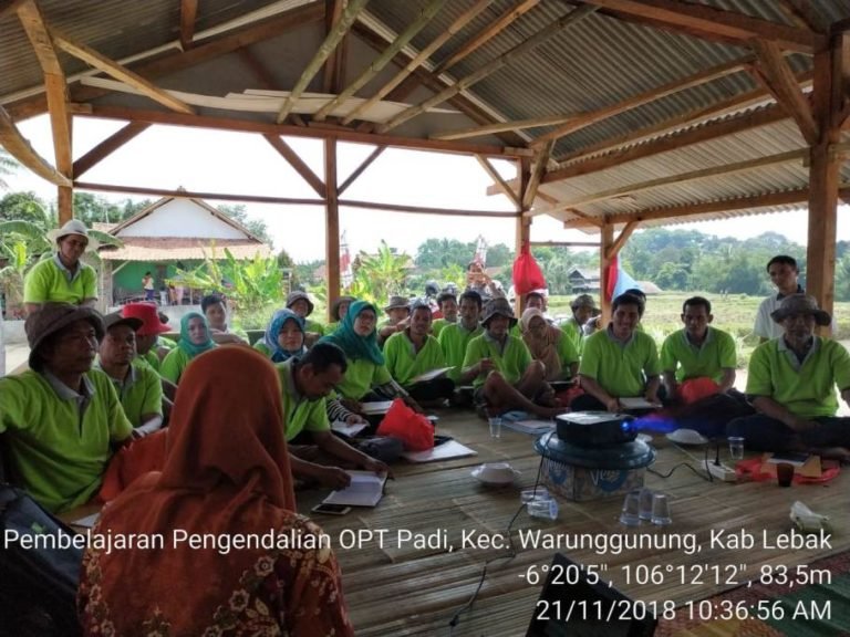 BPTP Banten Gelar Bimtek Pengendalian OPT Padi di Warunggunung Lebak