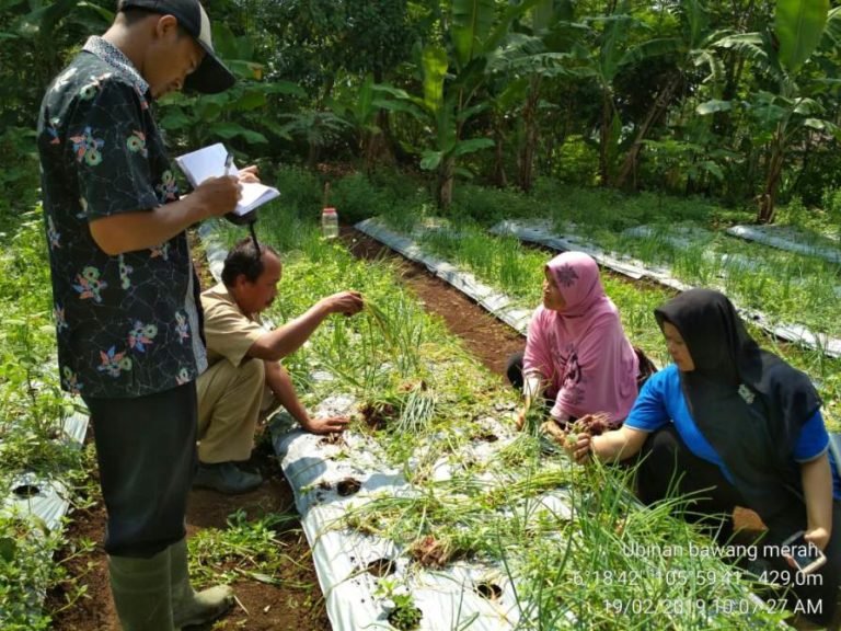 Melalui Sekolah Lapang, BPTP Banten Tingkatkan Kapasitas Petani Bawang Merah