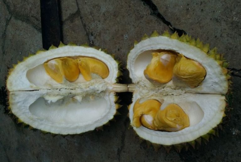 Durian Kunyit Resmi Terdaftar Sebagai Varietas SDG Bali