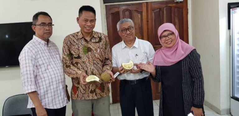 Durian Milenial Balitbangtan Siap dikembangkan di Indonesia.