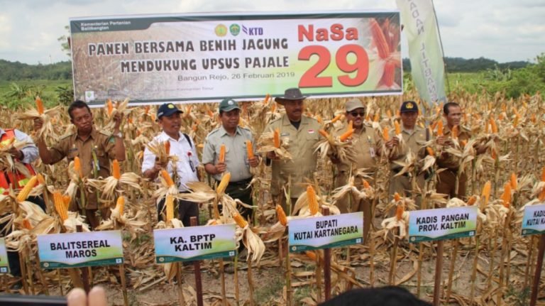 Jagung Nasa 29 Makin Berkibar di Kalimantan Timur