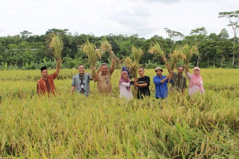 Demfarm Jarwo Super BPTP Banten di Kab. Lebak Menuai Sukses