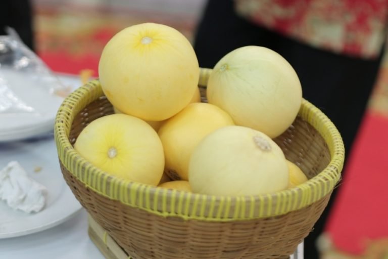 UGM Luncurkan Baby Melon Hikapel Seukuran Apel