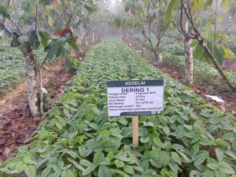 Optimalisasi Kebun Kakao dengan Tanaman Aneka Kacang dan Umbi