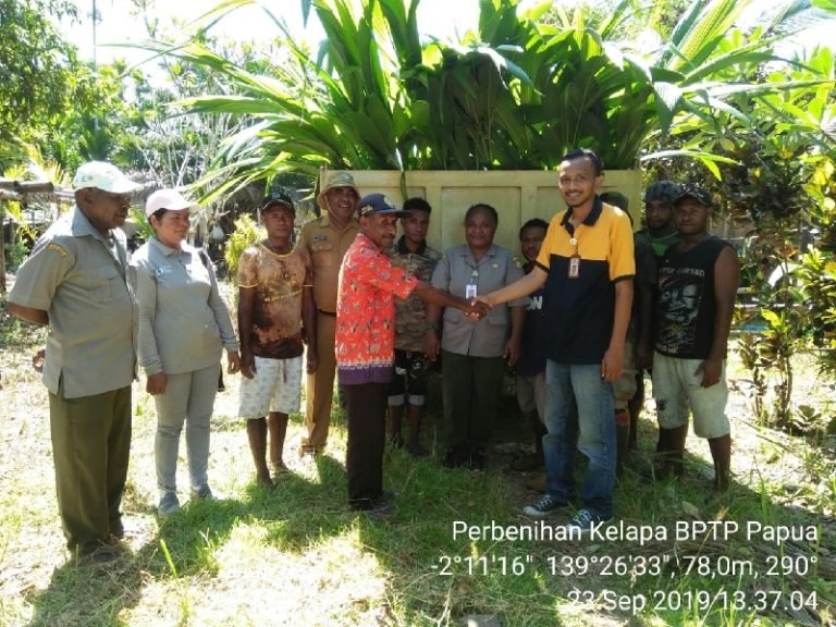 Kementan Sebar Bibit Kelapa Dalam Mapanget di Papua