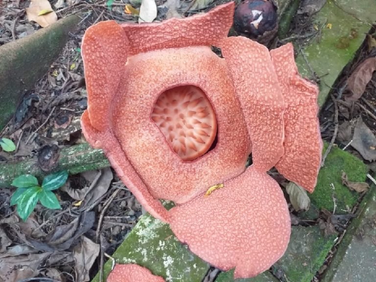 Rafflesia patma Kembali Mekar di Kebun Raya Bogor