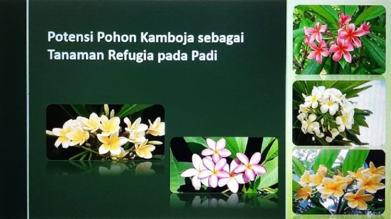 Bunga Kamboja sebagai Refugia pada Ekosistem Padi di Kabupaten Karanganyar