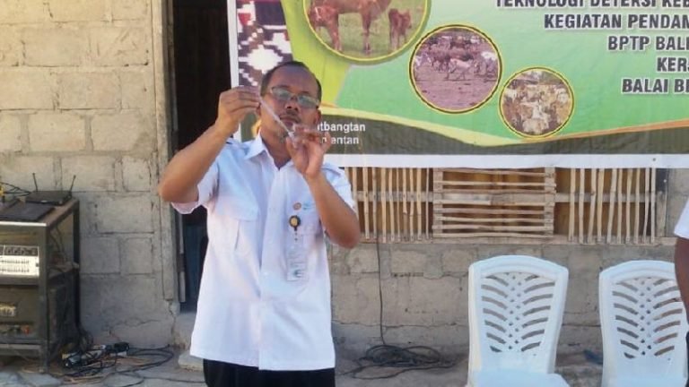 Populasi Sapi Tinggi, Balitbangtan Kenalkan Kit Deteksi Kebuntingan Sapi di NTT