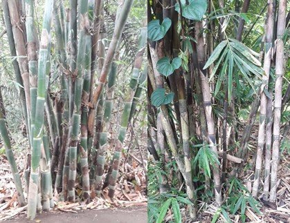 Optimalisasi Bambu untuk Konservasi Lahan dan Air