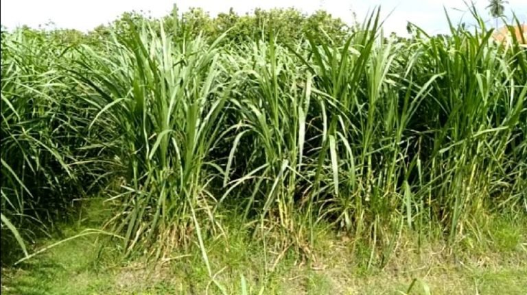 Manfaatkan Rumput Gajah Rakitan Balitbangtan, Swasta Siapkan 10 Hektare Lahan