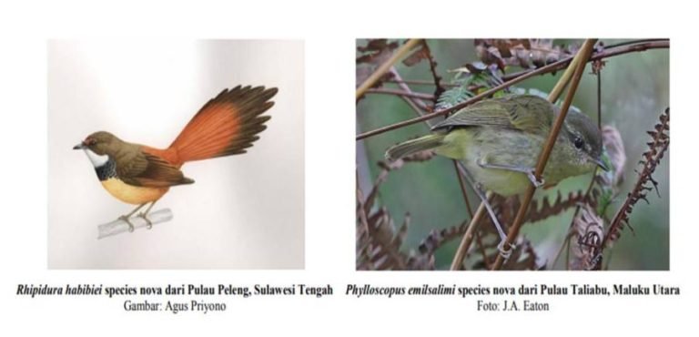 Sepuluh Taksa Baru Burung Ditemukan di Sulawesi dan Maluku Utara