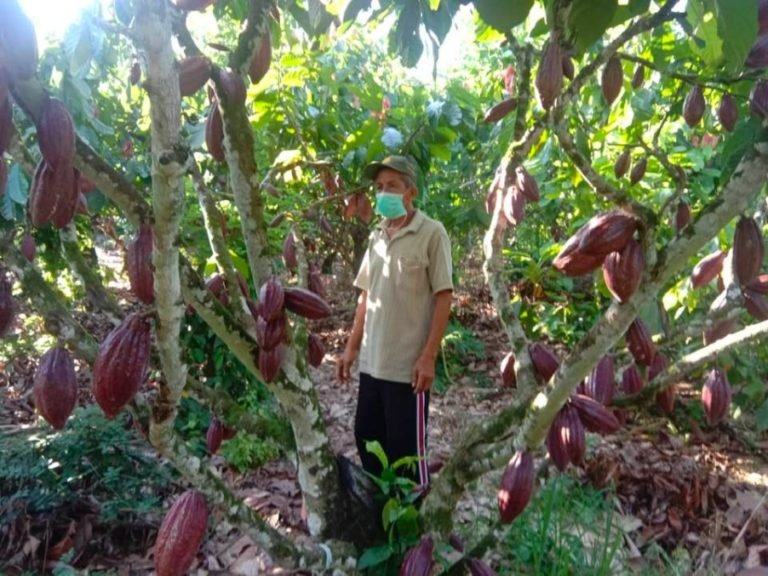 Berkat Teknologi Balitbangtan, Petani Kakao Sultra Panen Sepanjang Tahun