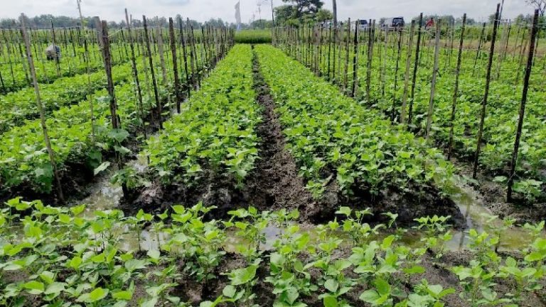 Perbanyak Benih Kedelai Biosoy, Balitbangtan Siap Dukung Produksi Pangan