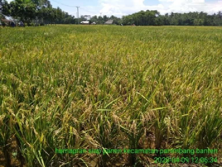 Panen Padi Inpari 32 dan 42 Capai Hasil 10 Ton/Hektare di Pandeglang