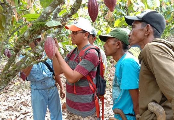 Dampingi Petani, Balitbangtan Sukses Tingkatkan Produksi Kakao Sultra
