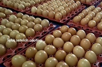 Teknologi Coating Perpanjang Umur Simpan Telur Hingga 40 Hari