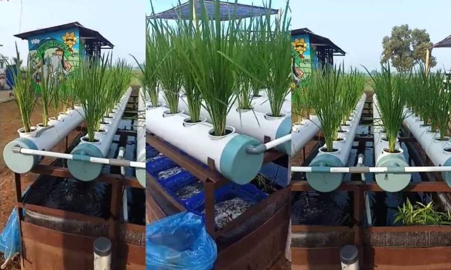 Largo Super, Terobosan Teknologi Budidaya Padi Gogo - Technology Indonesia