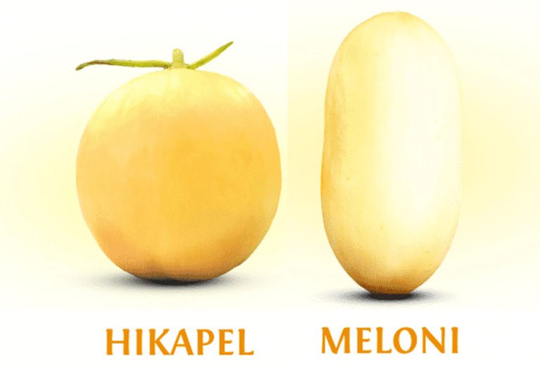 Gama Melon UGM Peroleh Hak Perlindungan Varietas Tanaman dari Kementan