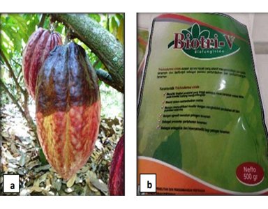 Teknologi Pengendalian Terpadu Penyakit Busuk Buah Kakao