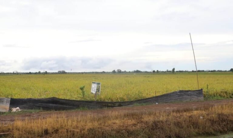 Petani Nilai Program Food Estate Berhasil Naikkan Produksi
