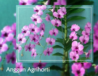 Anggun Agrihorti, Anggrek Purple Violet nan Cantik