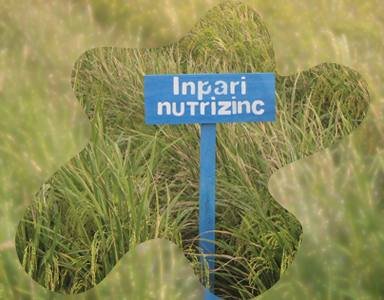 IR Nutri Zinc, Pulen Kaya Nutrisi dan Cocok di Lahan Rawa