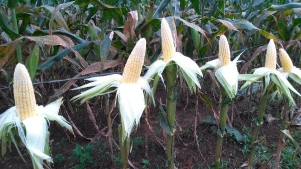 Agar Produksi Jagung Manis Semanis Rasanya