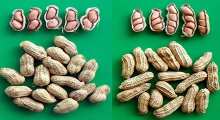 Perkembangan Varietas Kacang Tanah di Indonesia