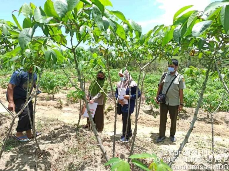 BPTP Kepri Karakterisasi Calon Varietas Lokal Singkong dan Durian Unggul dari Kabupaten Bintan