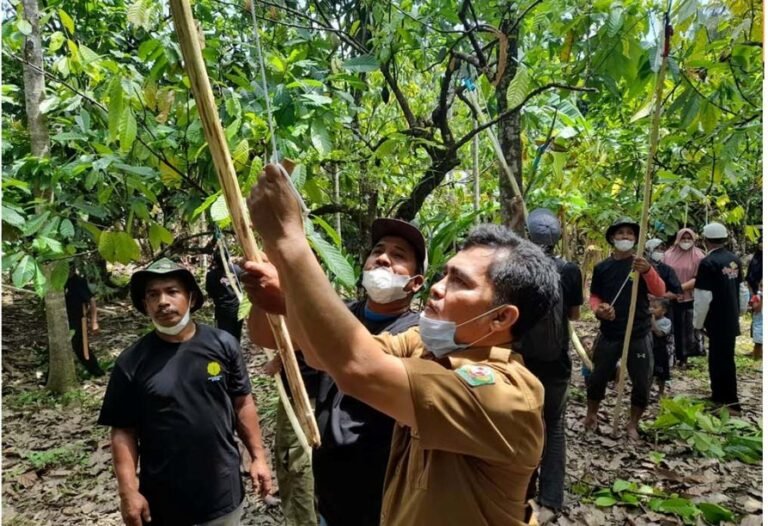 Tingkatkan Produktivitas Kakao, Petani Pidie Ikuti Pelatihan Pemangkasan dan Sambung Samping