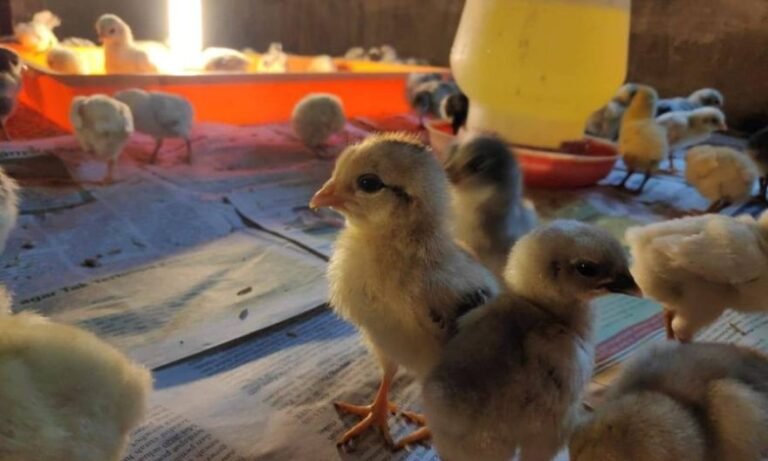 Bimbingan Teknis Budidaya Ayam KUB di Kabupaten Cianjur