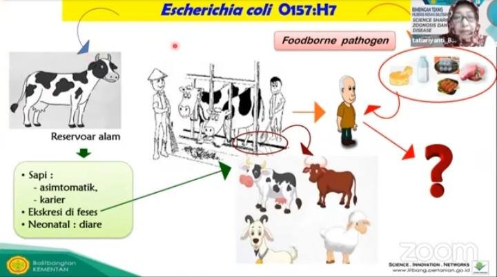 Bacteriophage untuk Pengendalian Foodborne Patogen E. Coli O157:H7