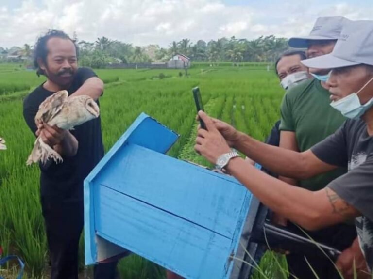 Atasi Hama Tikus di Tabanan, BPTP Bali Kembangkan Tyto Alba