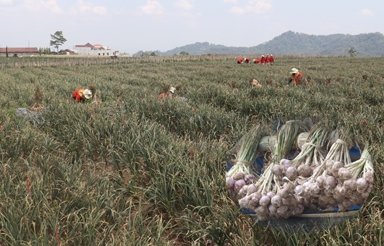 Melalui RPIK, Balitbangtan Bangkitkan Kembali Produksi Bawang Putih