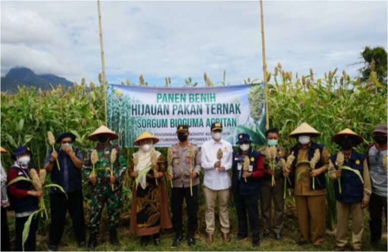 Program RPIK Jawa Timur Panen Sorgum Bioguma Agritan di Situbondo