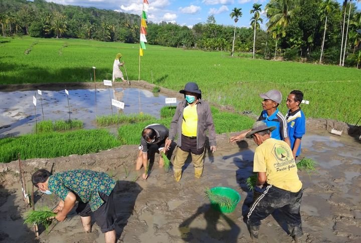Uji Varietas Padi Balitbangtan Toleran Rendaman di Riau