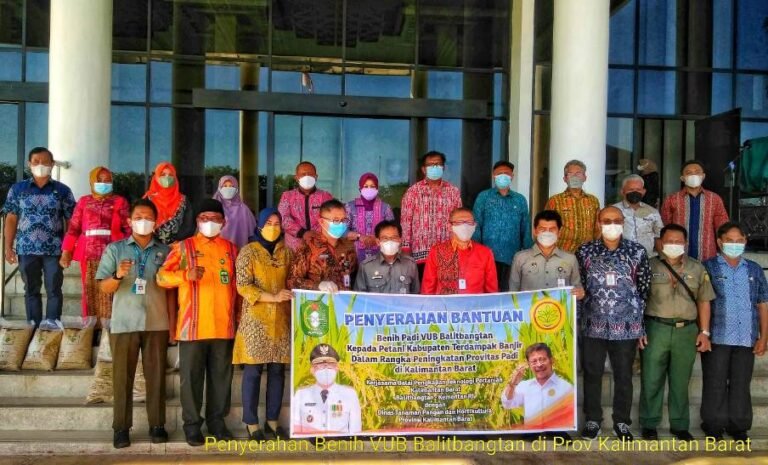 Antisipasi Puso Akibat Banjir, Balitbangtan Kirim Benih Padi