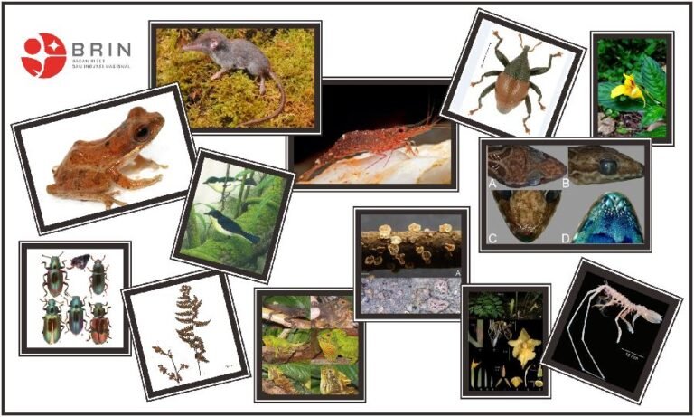 BRIN Catat 88 Penemuan Jenis Baru Flora dan Fauna, 80 Persen di Sulawesi