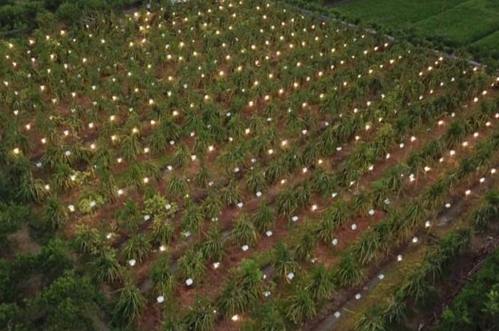 Electrifying Agriculture Sukses Tingkatkan Produktivitas Buah Naga di Banyuwangi
