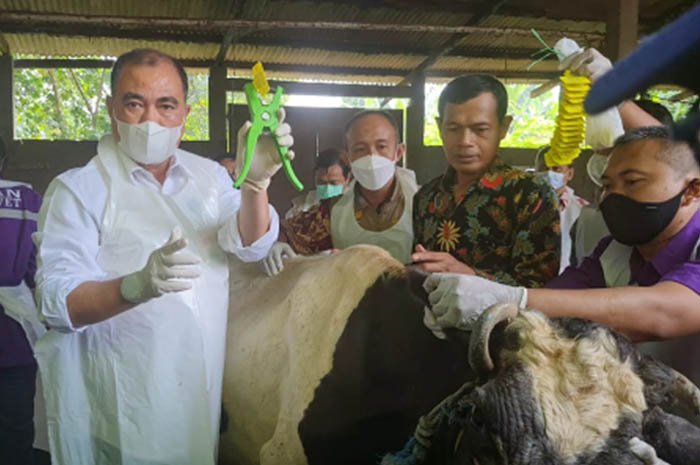 Kementan Memulai Vaksinasi PMK Secara Nasional di Jawa Timur