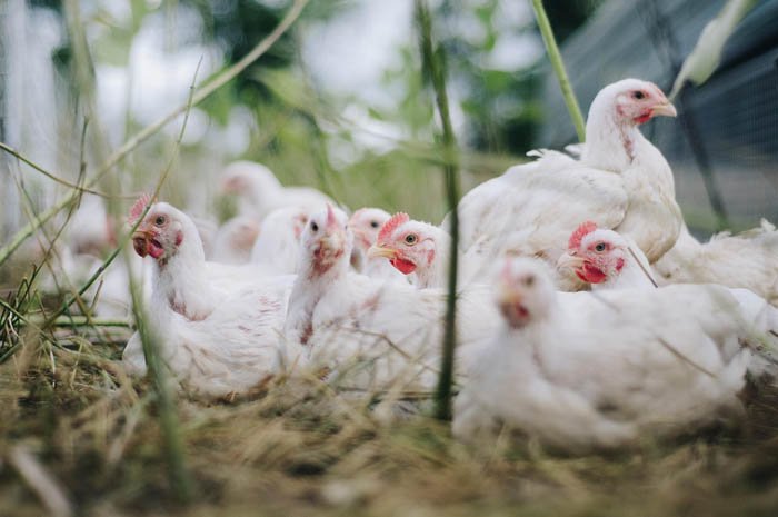 Keseimbangan Nutrisi dalam Pakan Tingkatkan Kesehatan Usus dan Performa Pertumbuhan Ayam