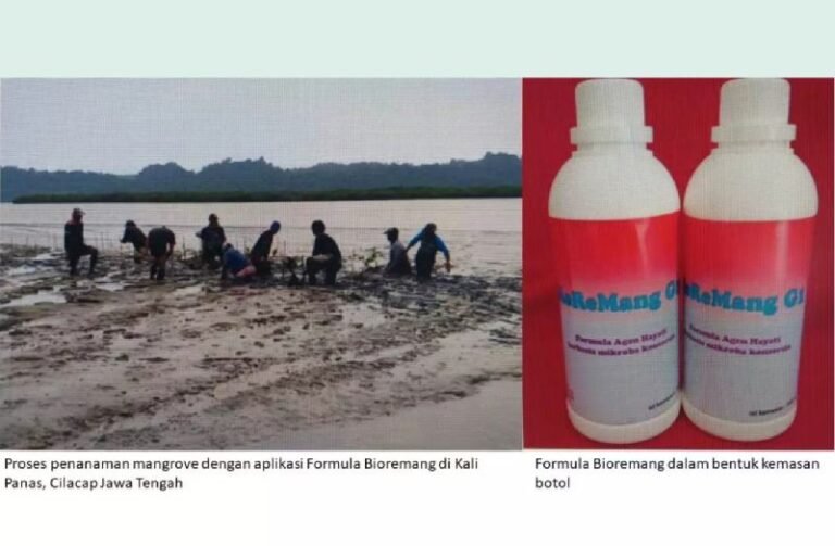 Teknologi BioReMang Tingkatkan Restorasi Ekosistem Mangrove Di Jawa Tengah