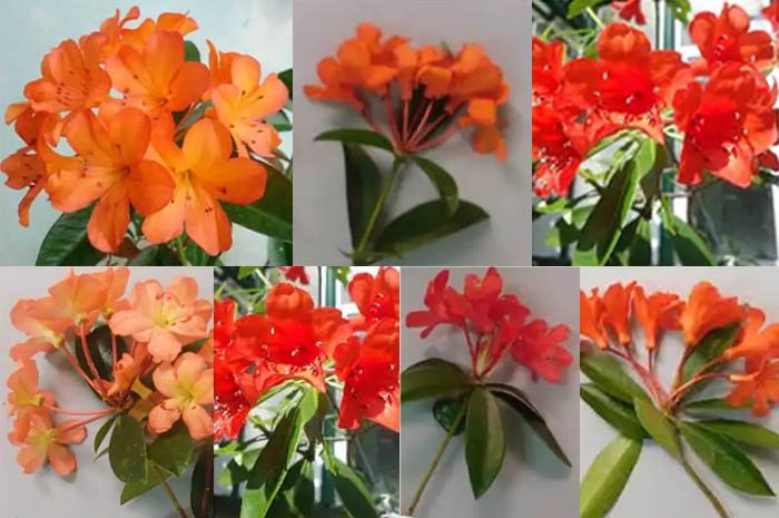 Peneliti BRIN Berhasil Merakit 7 Varietas Baru Rhododendron