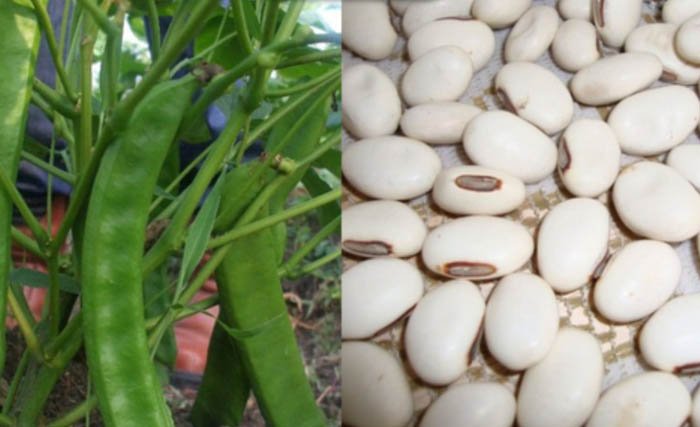 Periset BRIN Kembangkan Mycoprotein dari Kacang Koro